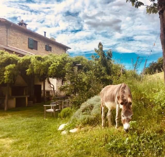 B&B Luna E Stelle Premilcuore Εξωτερικό φωτογραφία